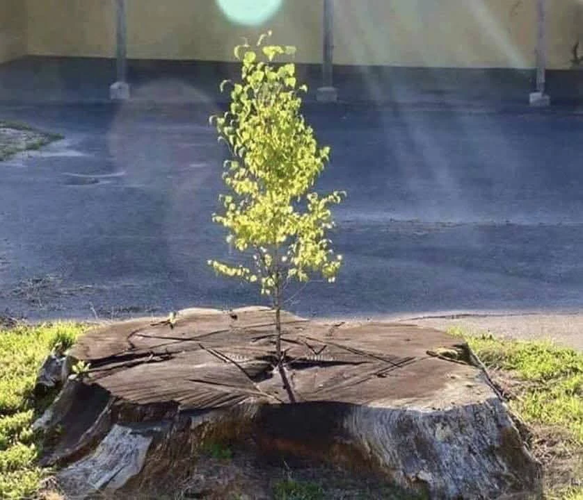 ​Ζωή έξω από το ψυχιατρείο